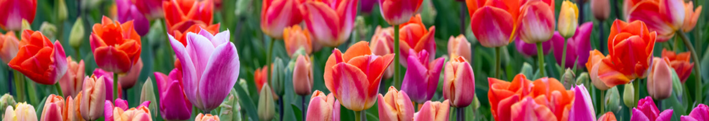 Mass of tulips planted in a spring garden, vibrant blooms in red, purple, orange, pink, and yellow, flowers blooming as a nature background
