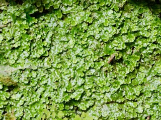 The great scented liverwort or snakeskin liverwort (Conocephalum conicum), green liverwort on the wall, belonging to class Marchantiopsida.