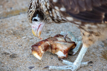bird of pray