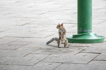squirrel on the street