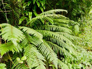Polystichum setiferum, the soft shield fern, is an evergreen or semi-evergreen fern native to southern and western Europe. Lazio region, Italy