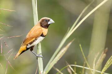 A Chestnut-breasted Mannikin perched on grass