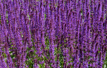 Steppen-Salbei (Salvia nemorosa)