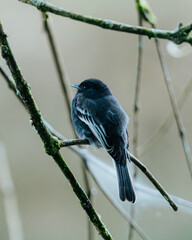 Black Phoebe bird perched on a moss-covered branch in a natural setting
