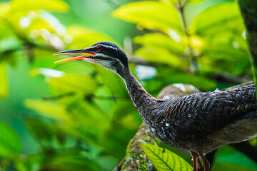 Sunbittern with its beak open, calling out while perched among lush green leaves