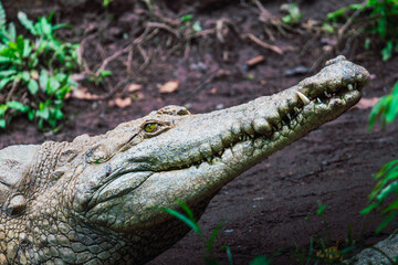 Fototapeta premium Side profile of a Nile crocodile in a muddy habitat, displaying its rugged features