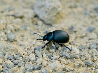 Timarcha sp. Timarcha is a genus of leaf beetles in the family Chrysomelidae, with more than 100...