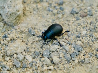 Timarcha sp. Timarcha is a genus of leaf beetles in the family Chrysomelidae, with more than 100...
