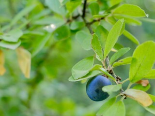 Fruits of blackthorn or sloe (Prunus spinosa)