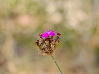 Flowers of Carthusian pink (Dianthus carthusianorum)