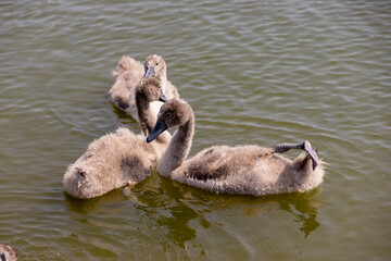 young swans in gray down swim on the lake