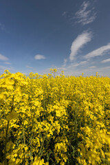 beautiful yellow rapeseed flowers in sunny weather
