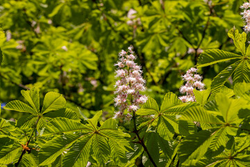 a flowering chestnut tree in spring