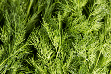 in drops of pure water green dill to add as spices