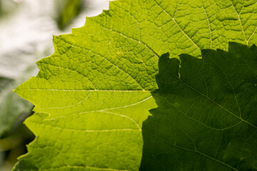 grape plantation with green leaves of grapes in summer