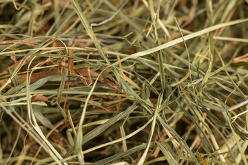 Dehydrated Dried Grass for hay production in agriculture