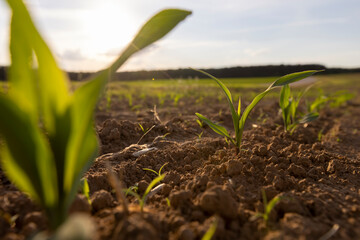 a field with a corn harvest in the evening
