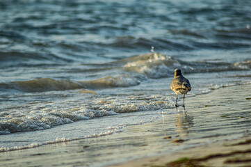 the bird and the sea
