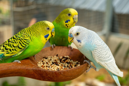 Parrots eat food in the morning. Raising parrots in Thailand