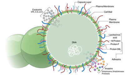 Detailed and Labeled Vector Illustration of Streptococcus pyogenes Structure on White Background, Scientific Diagram.