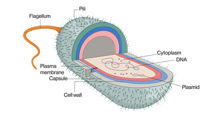 Detailed and Labeled Vector Illustration of Salmonella Species Structure on White Background, Scientific Diagram.