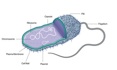 Detailed and Labeled Vector Illustration of Mycobacterium Tuberculosis Structure on White Background, Scientific Diagram.