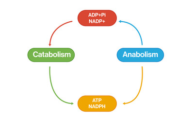 Catabolism and Anabolism Flowchart: Detailed Vector Illustration of Metabolic Pathways and Biological Processes on White Background