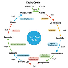 TCA Cycle Detailed Vector Illustration on White Background, Citric Acid Cycle, Krebs Cycle Pathway, Metabolic Pathway Diagram, Biochemistry Educational Graphic.