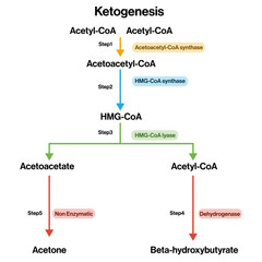 Ketogenesis Pathway Vector Illustration on White Background, Fat Metabolism and Ketone Body Synthesis, Biochemistry Diagram, Metabolic Process Visualization.