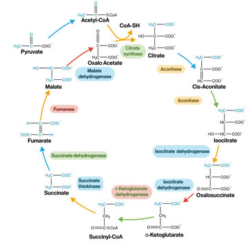 Krebs Cycle Detailed Vector Illustration on White Background, Citric Acid Cycle Pathway, Cellular Respiration Process, Metabolic Pathway Diagram.