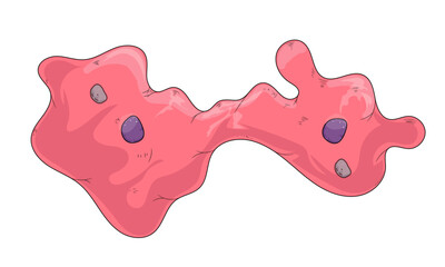 Detailed Illustration of Amoeba Fission Process with Stages, Scientific Diagram, White Background, Cellular Division.