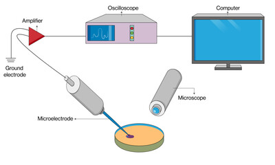 Detailed Vector of Electrophysiology Principles and Instrumentation in White Background, Medical Science, Neurophysiology.