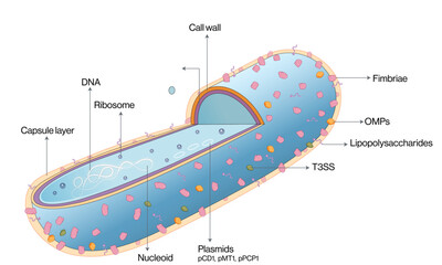 Detailed and Labeled Vector Illustration of Yersinia Pestis Structure, Scientific Diagram on White Background.