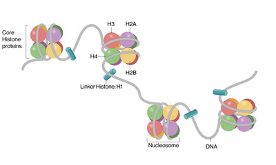 Nucleosome Model Detailed Vector Illustration in White Background, DNA Structure, Molecular Biology, Chromatin.