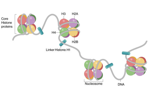 Nucleosome Model Detailed Vector Illustration in White Background, DNA Structure, Molecular Biology, Chromatin.