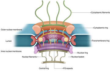 Nuclear Pore Labeled Structure Vector Illustration Showing Key Components and Functions in Cellular Transport and Communication