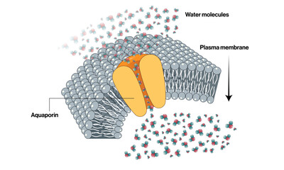 Detailed Vector Illustration of Aquaporin Protein on White Background for Scientific and Educational Use.