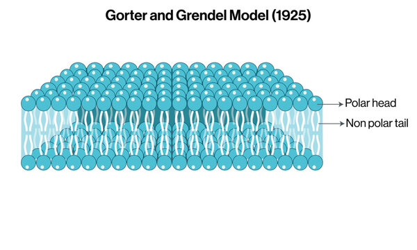Detailed Vector Illustration of Gorter and Grendel 1925 Plasma Membrane Model on White Background, Historical Model Diagram.