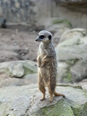 Fototapeta premium Surikata,Suricata