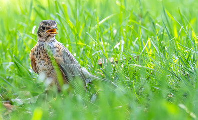 Juvenile robin singing.