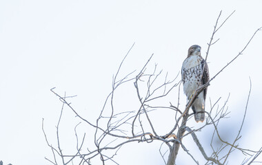 Red tailed hawk perched in a dead tree.