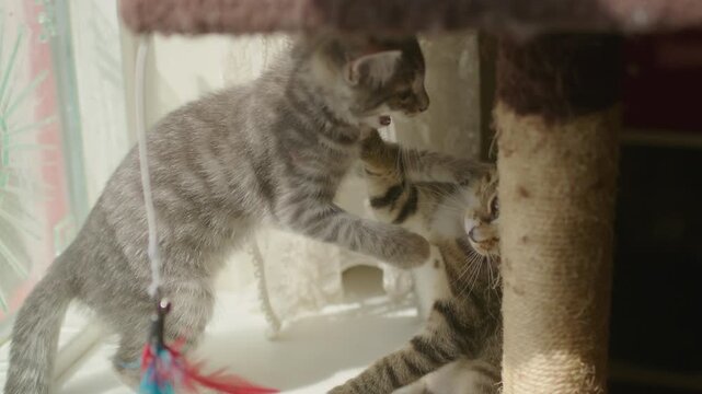 Funny kitten siblings fighting and falling onto floor