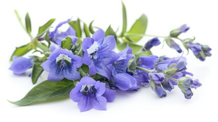 Fresh blue skullcap flowers, calming herb for hypertension