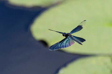 チョウトンボの飛翔03