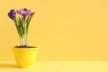 Pot with beautiful crocus flowers on table near yellow wall