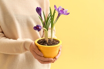 Woman holding pot with beautiful crocus flowers on yellow background