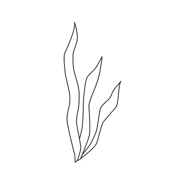 recommend clip art: Black and white silhouette of seaweed. Ocean plants, underwater flora and fauna. Monochrome outline drawing. Vector illustration. Clipart for coloring pages, design, cards, packaging, labels, printing
