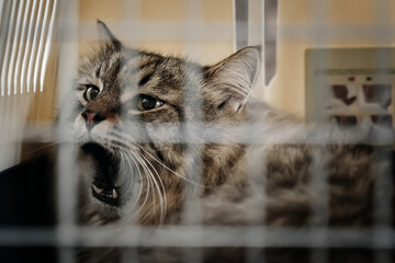 Brought to the vet's office in a carrier, the cat inside reacts by hissing at the people present.