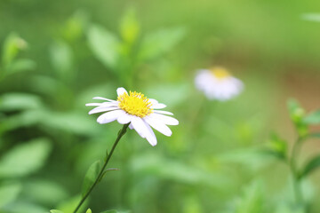 Obraz premium flower with white petals in the garden