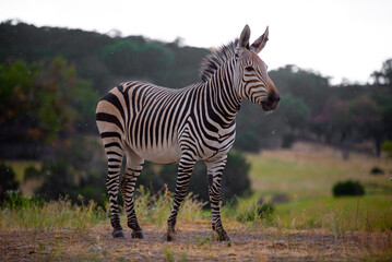 Zebra
